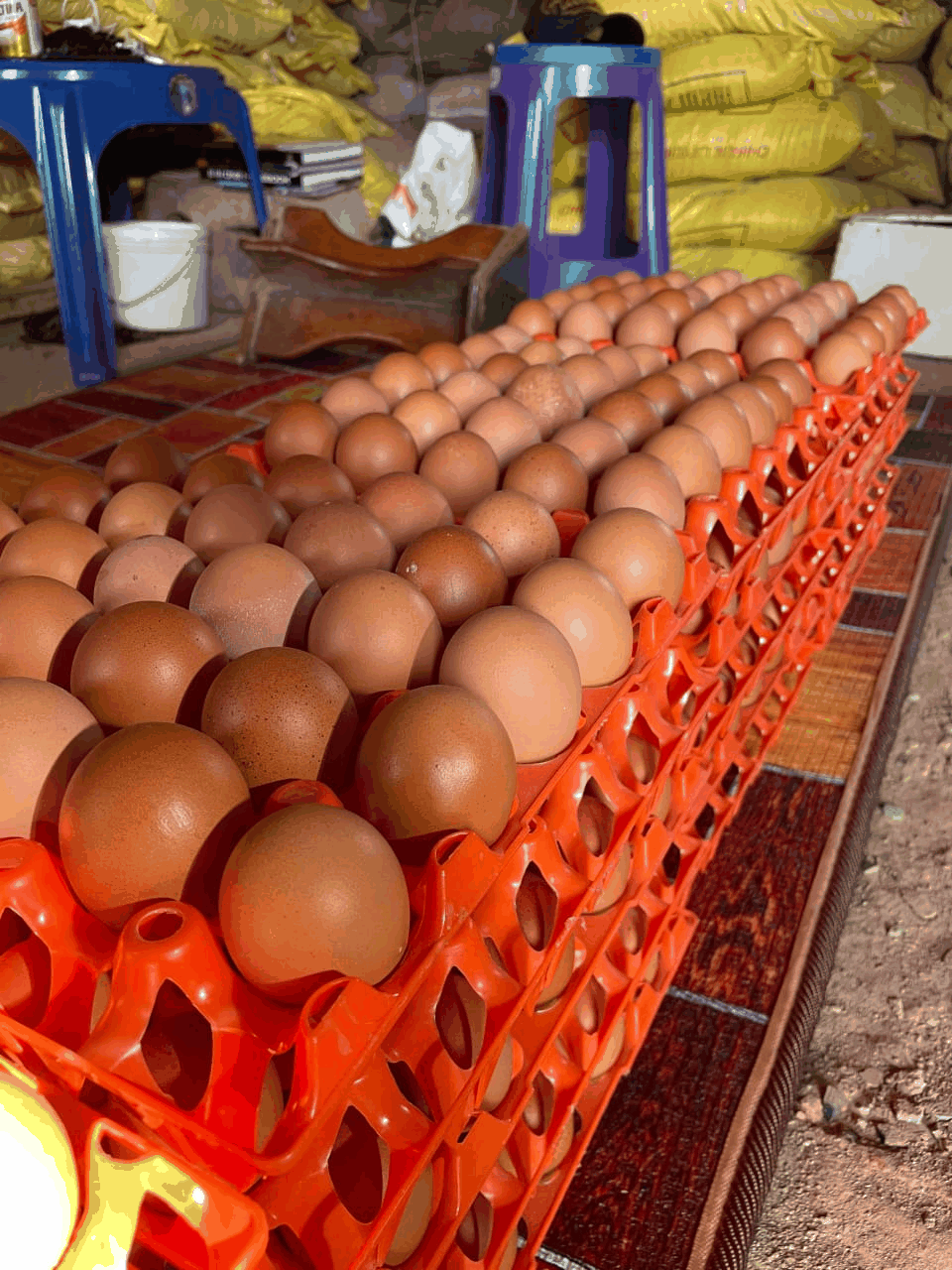 Trays of farm-fresh brown eggs at Skynext Agro